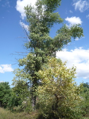 Populus nigra nigra