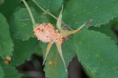 Phragmidium tuberculatum