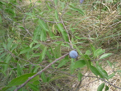 Prunus spinosa dasyphylla