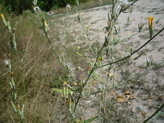 Chondrilla latifolia