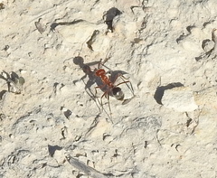 Myrmecocystus