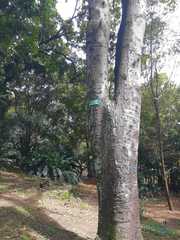 Hura crepitans