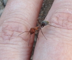 Myrmecocystus