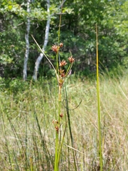 Cladium mariscoides