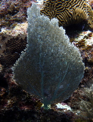 Gorgonia