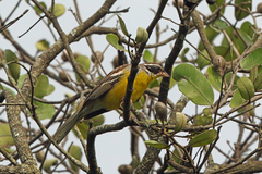 Cabanis's Bunting photo 1