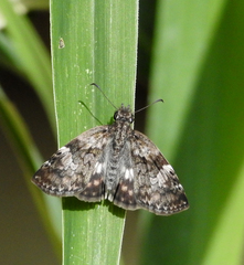 Chiomara asychis autander