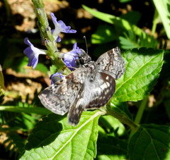 Chiomara asychis autander