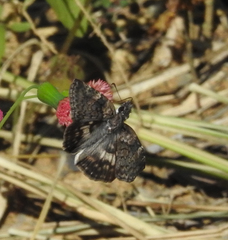 Chiomara asychis autander