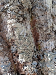 Pertusaria rubefacta