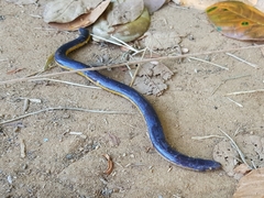 Ichthyophis