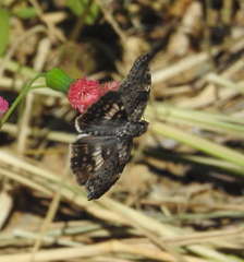Chiomara asychis autander