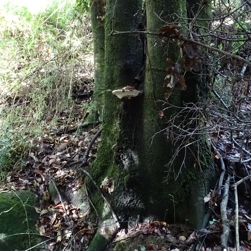 Ganoderma australe · May 2019 · photo: © cristianriquelme (iNaturalist, cc-by)