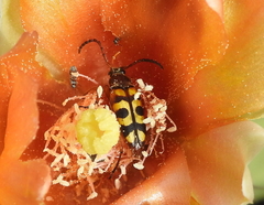 Typocerus sinuatus