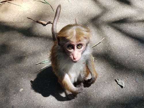 Toque Macaque, Sri Lanka, photo 5 of 10