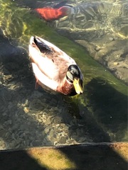 Anas platyrhynchos