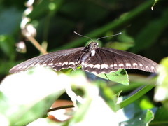 Battus polydamas polydamas