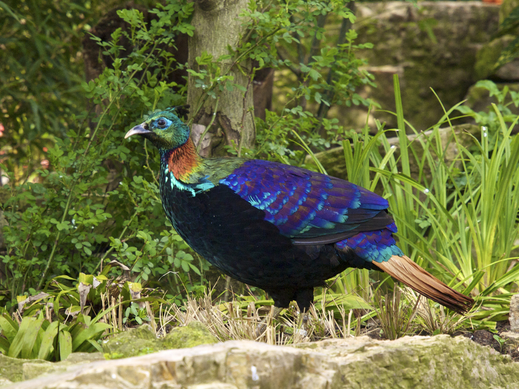 Himalayan Monal