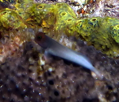 Ophioblennius macclurei