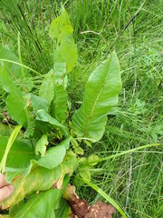 Rumex aquaticus