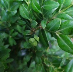 Psylla buxi