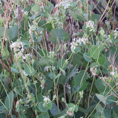 Guardiola platyphylla