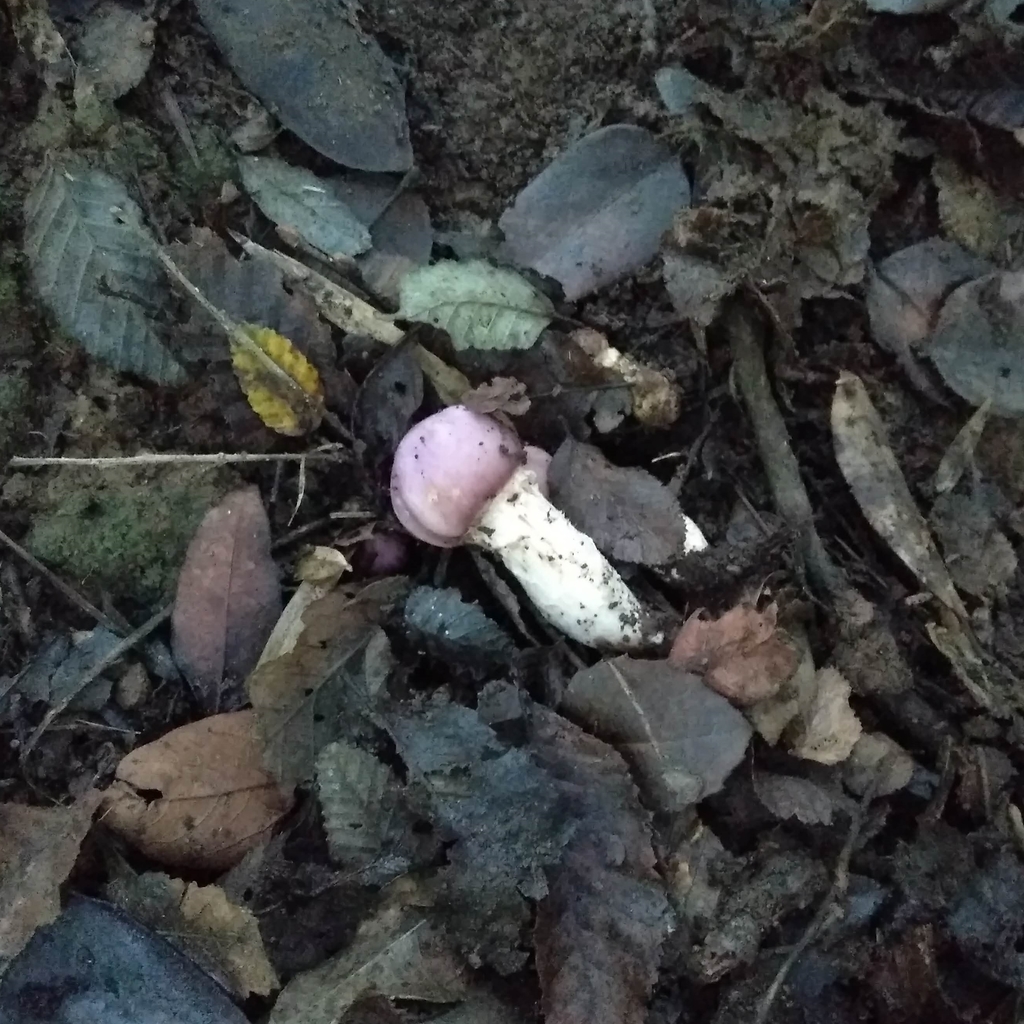 Cortinarius lebre · June 2019 · photo: © cristianriquelme (iNaturalist, cc-by)