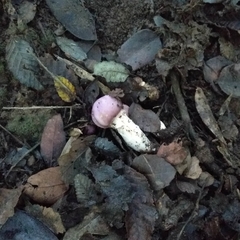 Cortinarius lebre