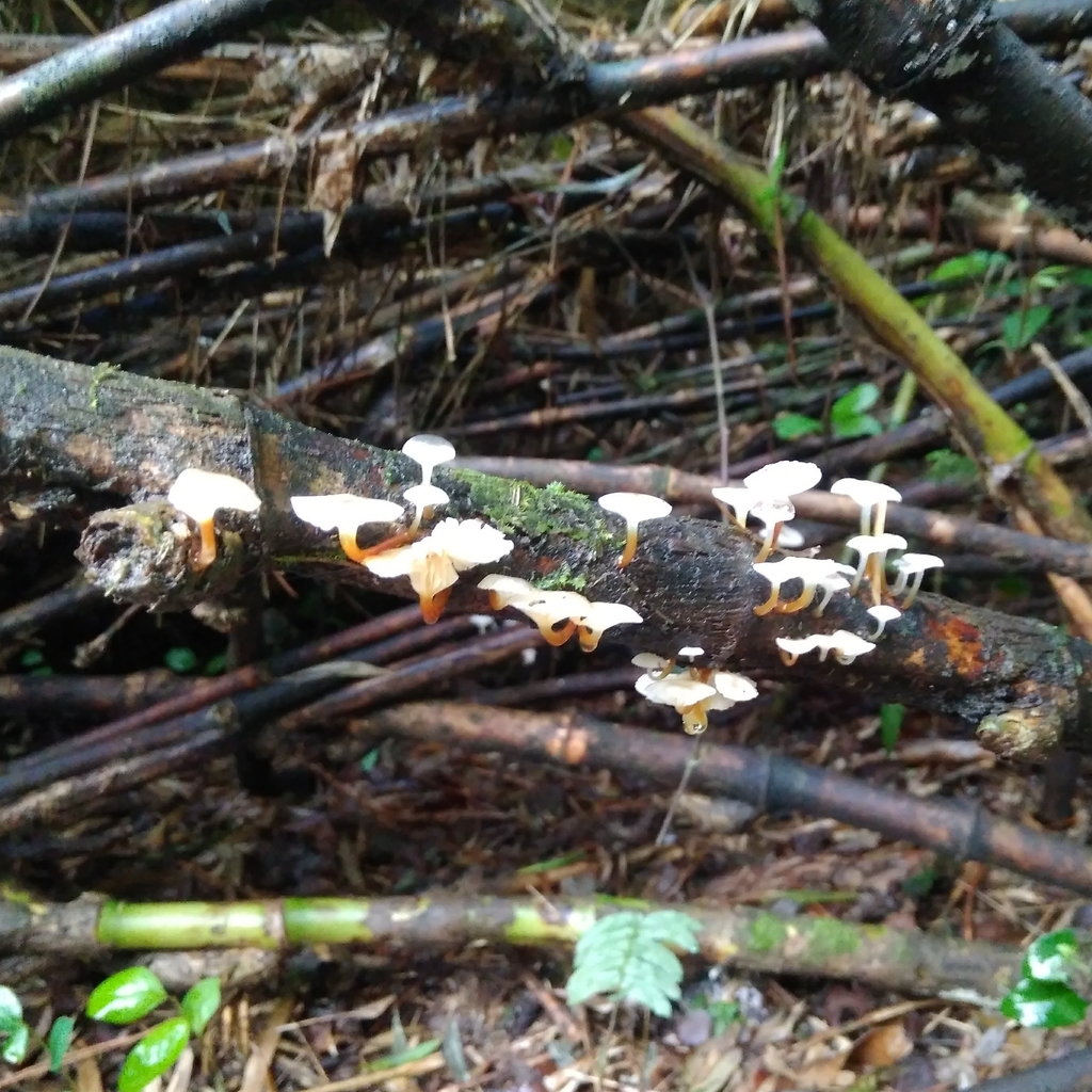Mycena subulifera · June 2019 · photo: © cristianriquelme (iNaturalist, cc-by)