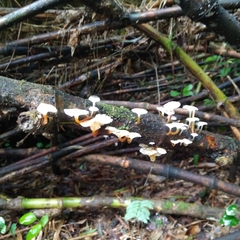 Mycena subulifera