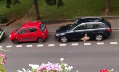 Macroglossum stellatarum