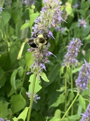 Bombus impatiens