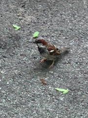 Passer domesticus