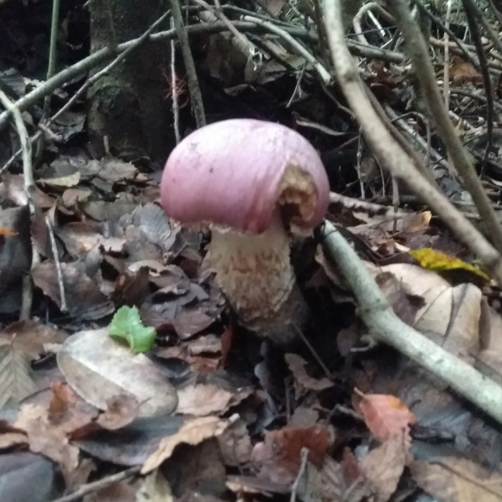 Cortinarius lebre · June 2019 · photo: © cristianriquelme (iNaturalist, cc-by)