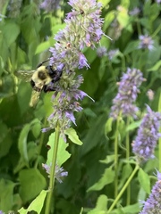 Bombus impatiens