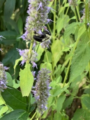 Bombus impatiens