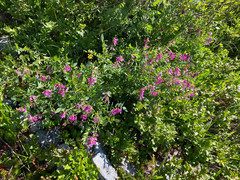 Hedysarum occidentale