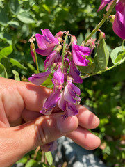 Hedysarum occidentale