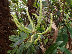 Peperomia hesperomannii