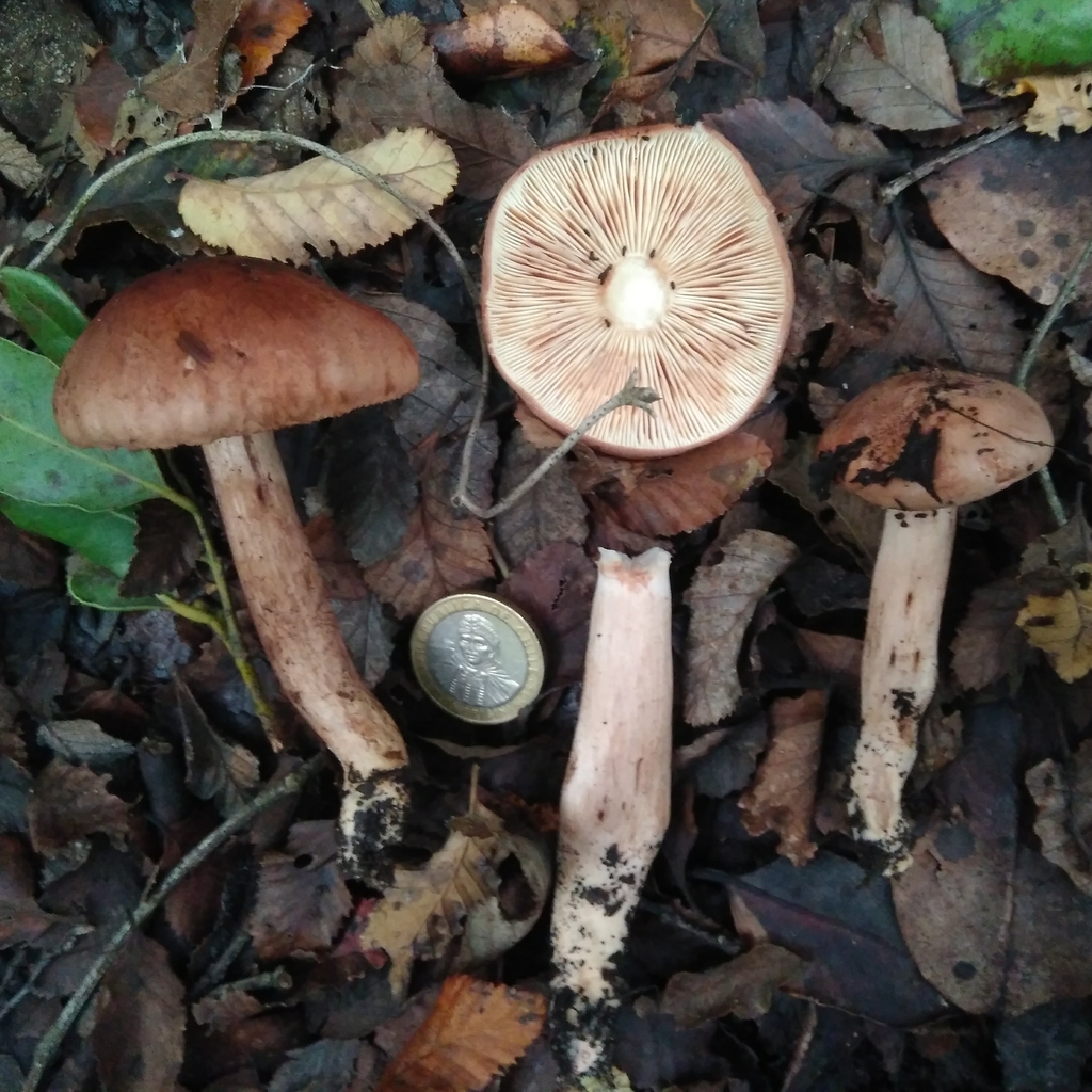 Tricholoma fusipes