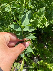 Hedysarum occidentale