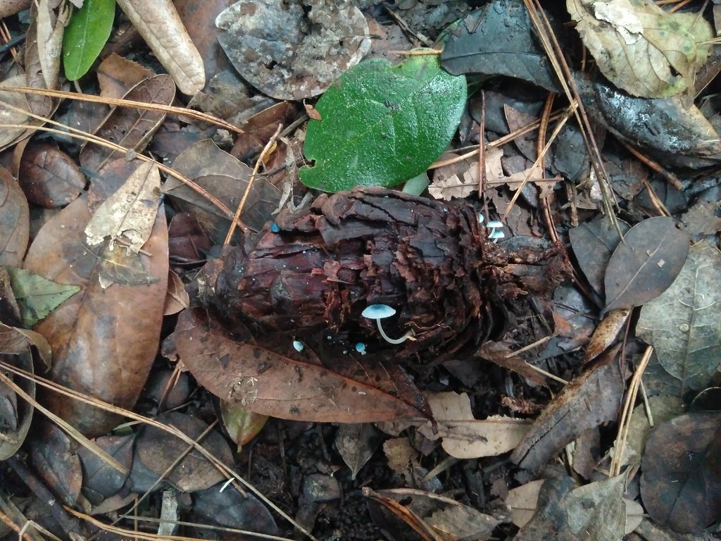 Mycena cyanocephala · June 2019 · photo: © cristianriquelme (iNaturalist, cc-by)