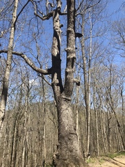 Magnoliopsida
