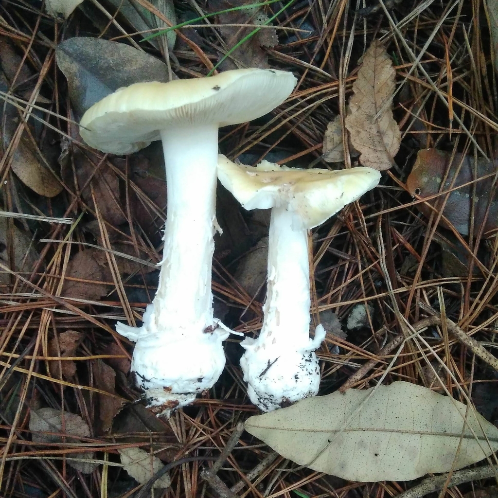 Amanita toxica · June 2019 · photo: © cristianriquelme (iNaturalist, cc-by)