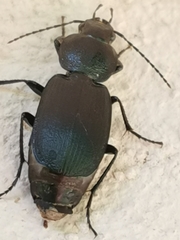 Licinus depressus