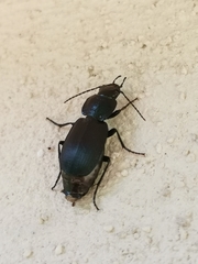 Licinus depressus