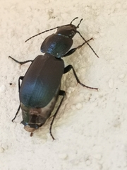 Licinus depressus