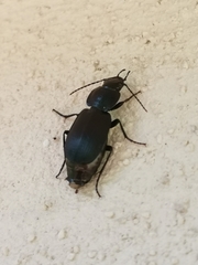 Licinus depressus