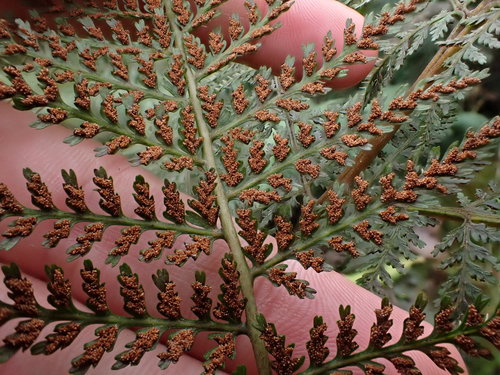 Athyrium microphyllum