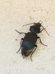 Licinus depressus